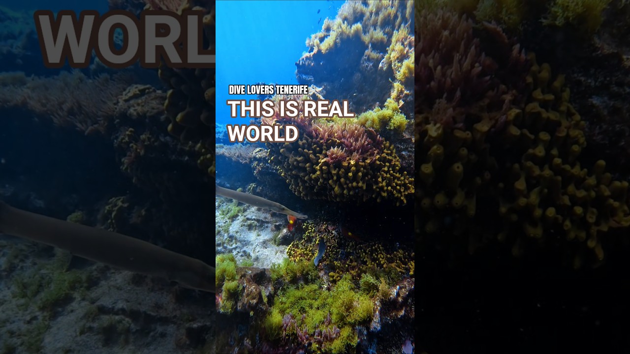 SCUBA DIVING TENERIFE - DIVE CENTER IN COSTA DEL SILENCIO  #tenerife #tenerifesouth #teneryfa