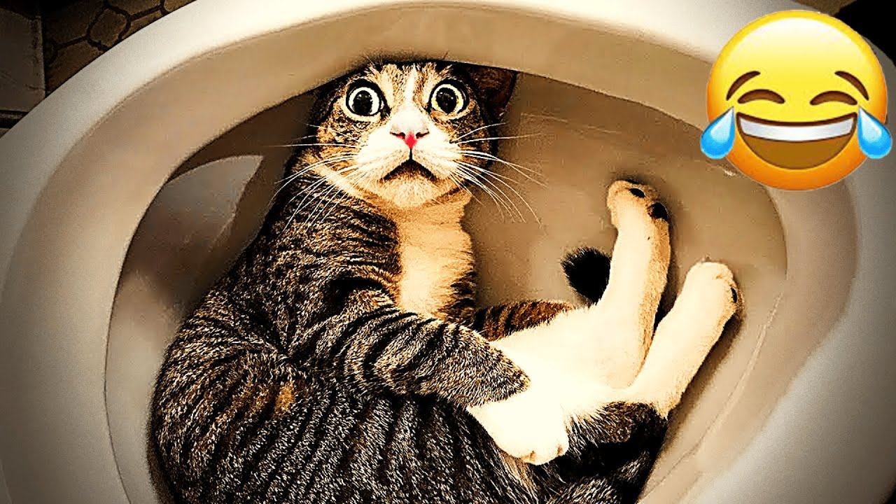 You Laugh You Lose 🐾 Funniest Cats and Dogs 2026😄 Part 7