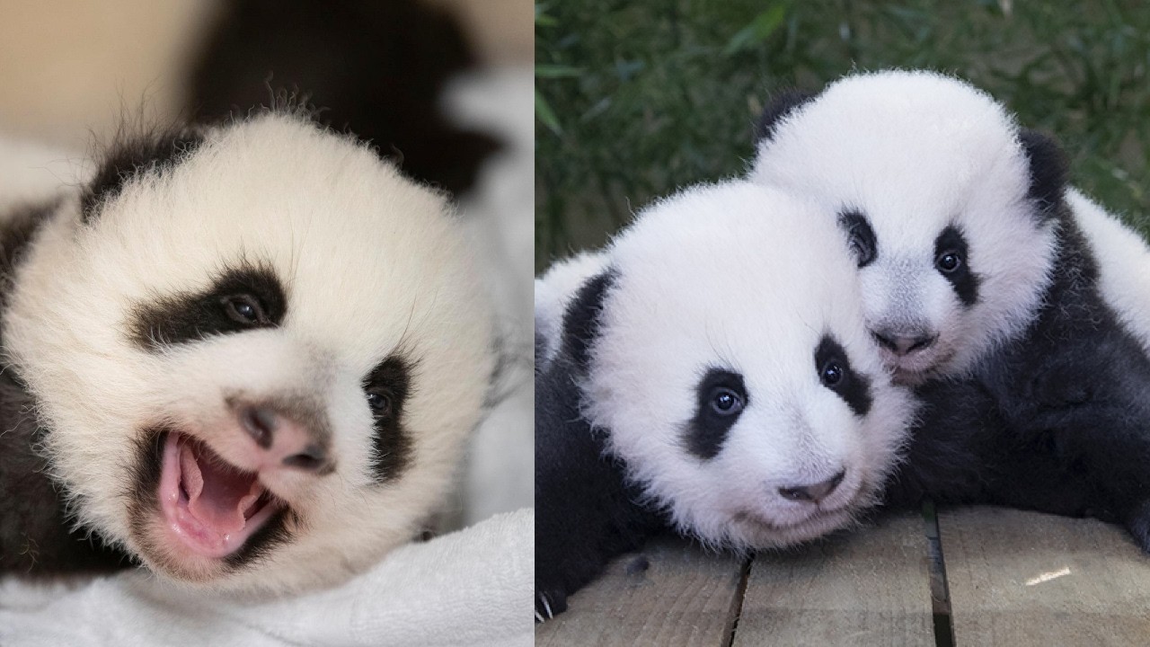 Throwback 2021: Meet Panda Twins Huan Lili & Yuan Dudu! 🐼💚