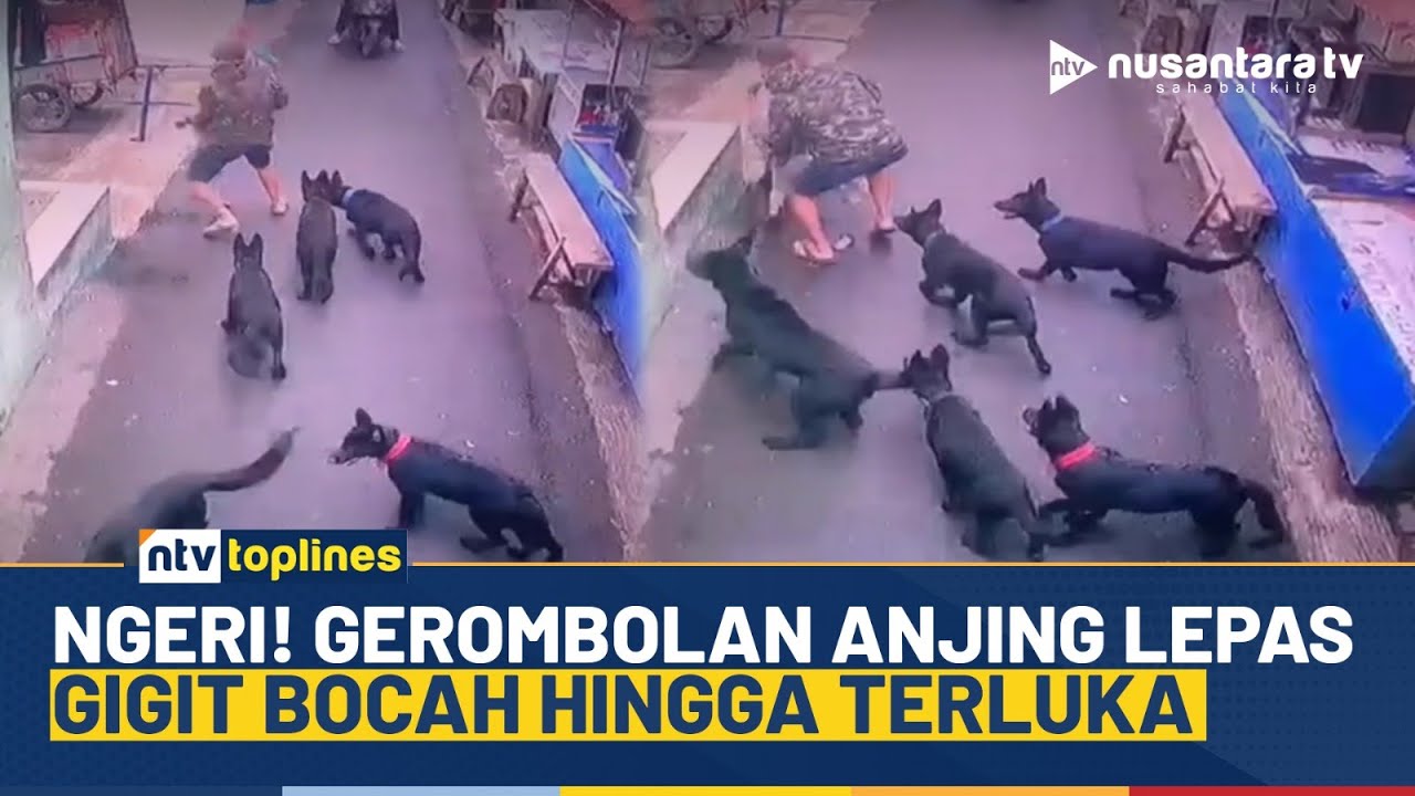 Viral! Bocah Diserang & Digigit Kawanan Anjing Peliharaan Lepas di Gang Sempit | NTV TOPLINES