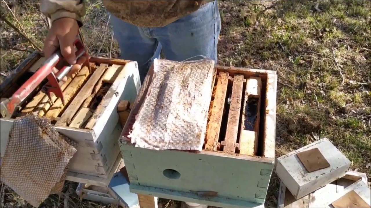 Cabaña Apicola Internacional de Cria de Abejas Reinas - Parque modelo de fecundacion