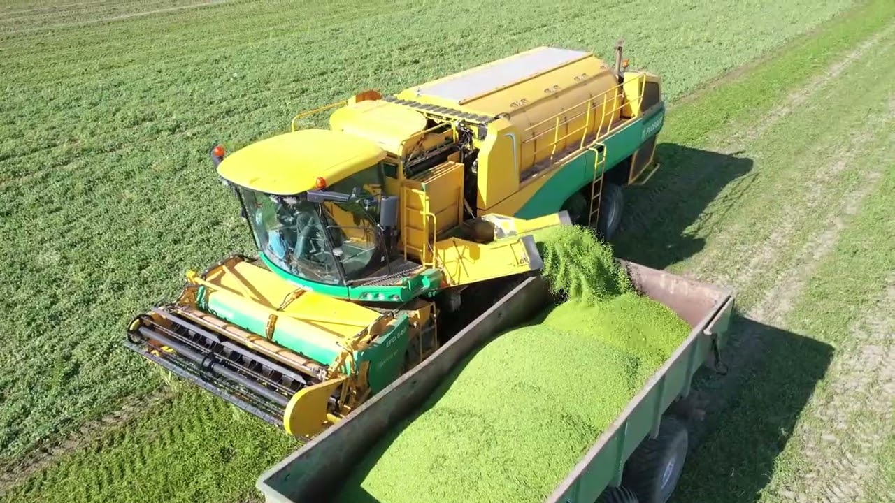 Erbsen Ernte2022 da geht was
