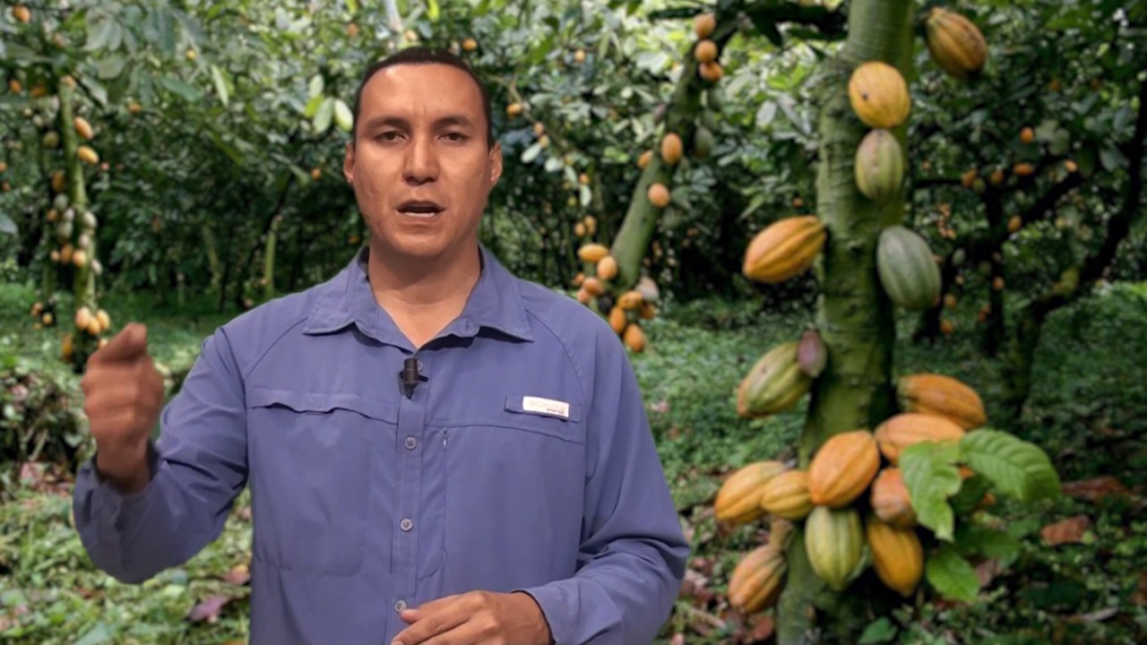 PODA en el CACAO ORGÁNICO #orgánico #ecológico #natural