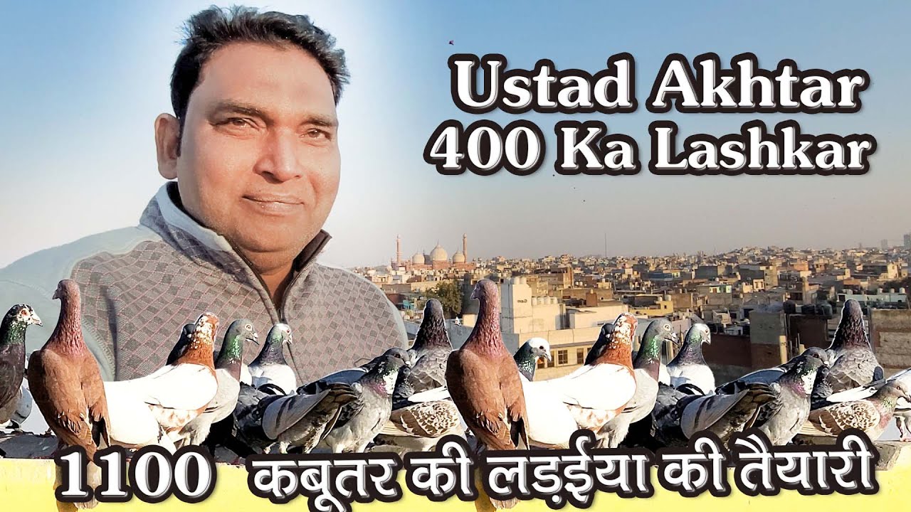 Ustad Akhtar K 400 Kabutar Ka Lashkar | Pigeon Fight | Delhi Ki Kabutar Bazi