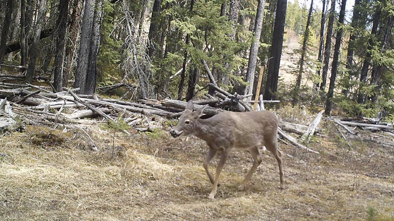 A Year in the Life of a Trail Camera