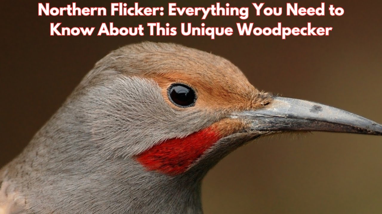 Northern Flicker Facts: Everything You Need to Know About This Unique Woodpecker