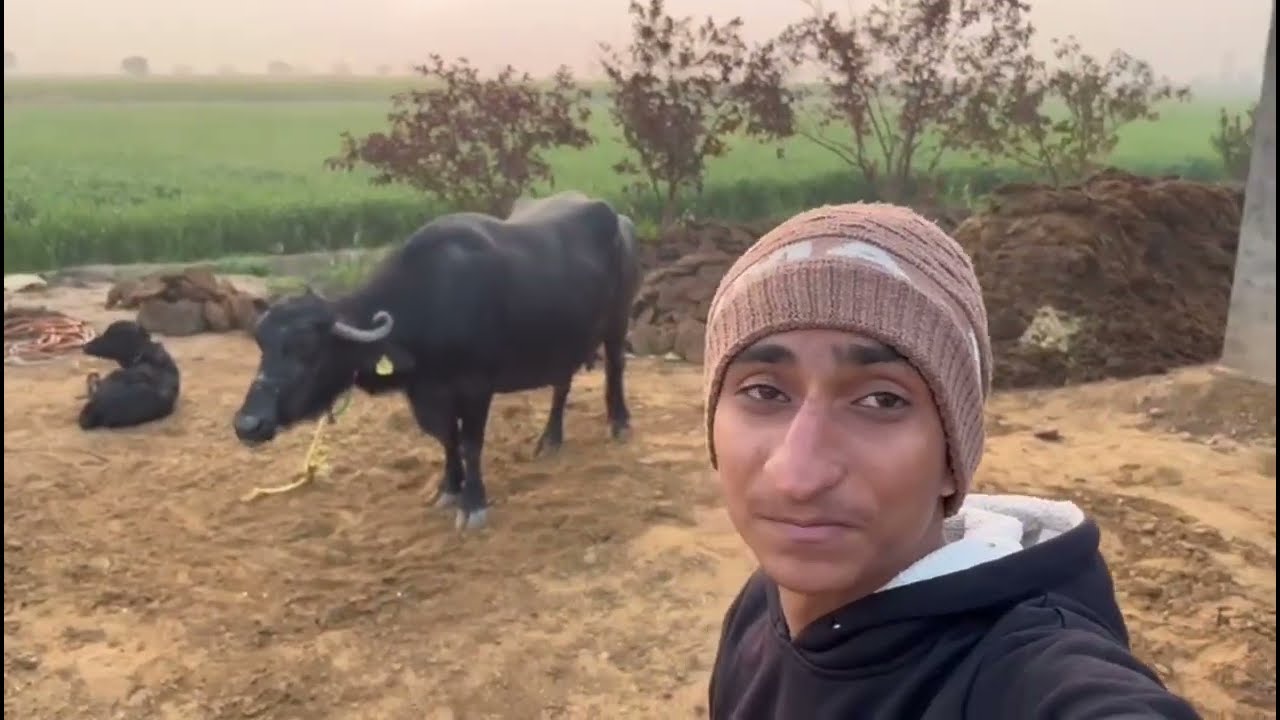 Day2/365आज Batthu dairy ये कया हो गया 🐂