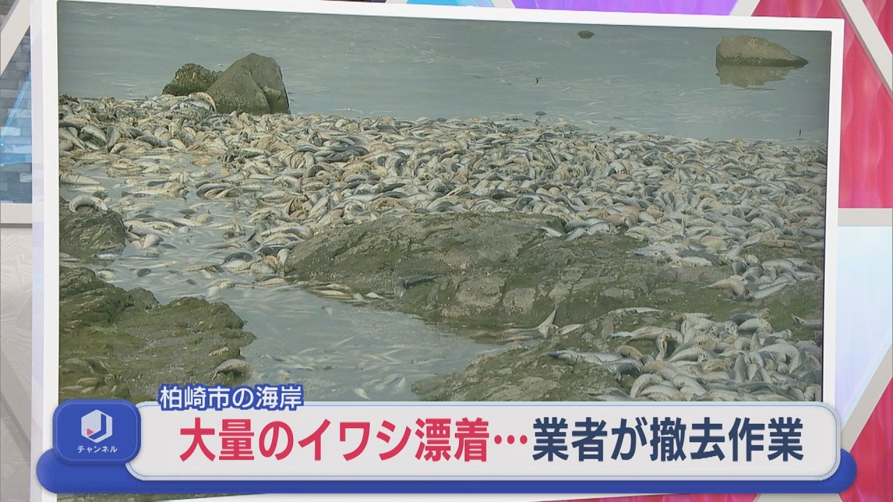 強烈なにおい･･･全長約1kmに渡る大量「イワシ」漂着、なぜ？【新潟･柏崎市】スーパーJにいがた2月27日OA