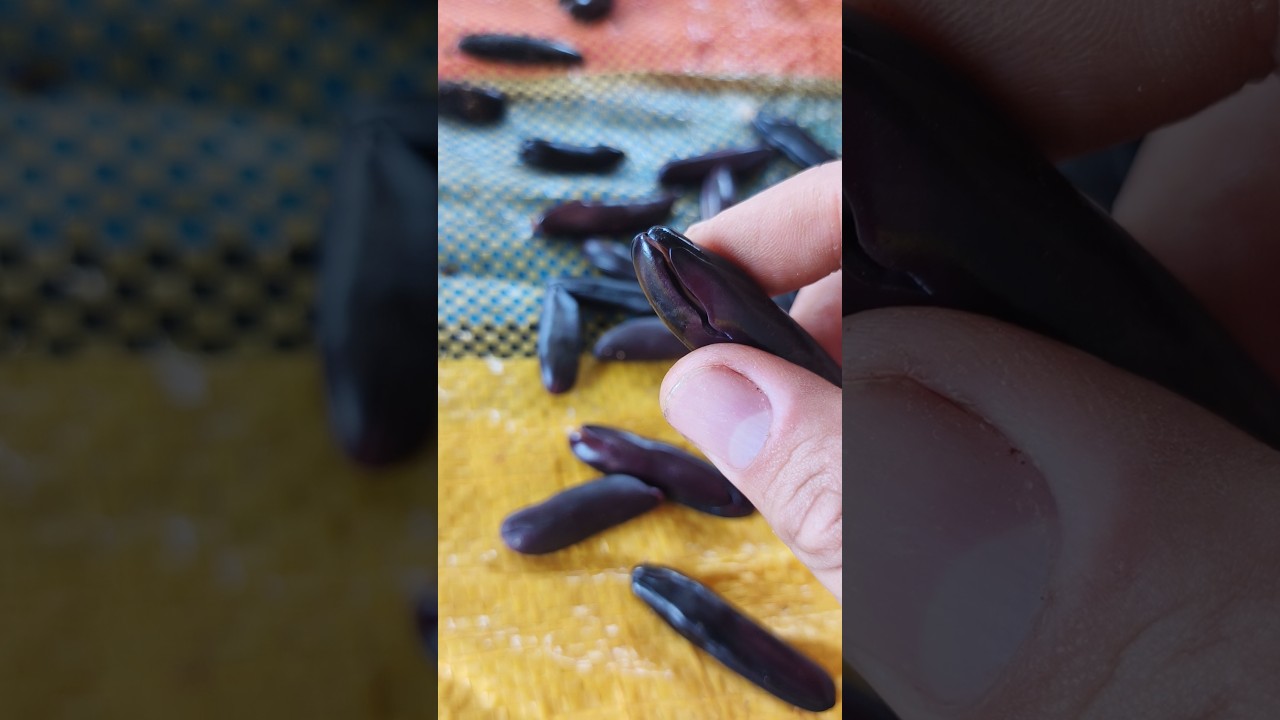 Siembra de semilla de guaba