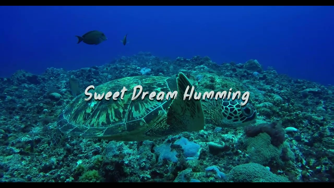 Nasheed - Sweet Dream Humming