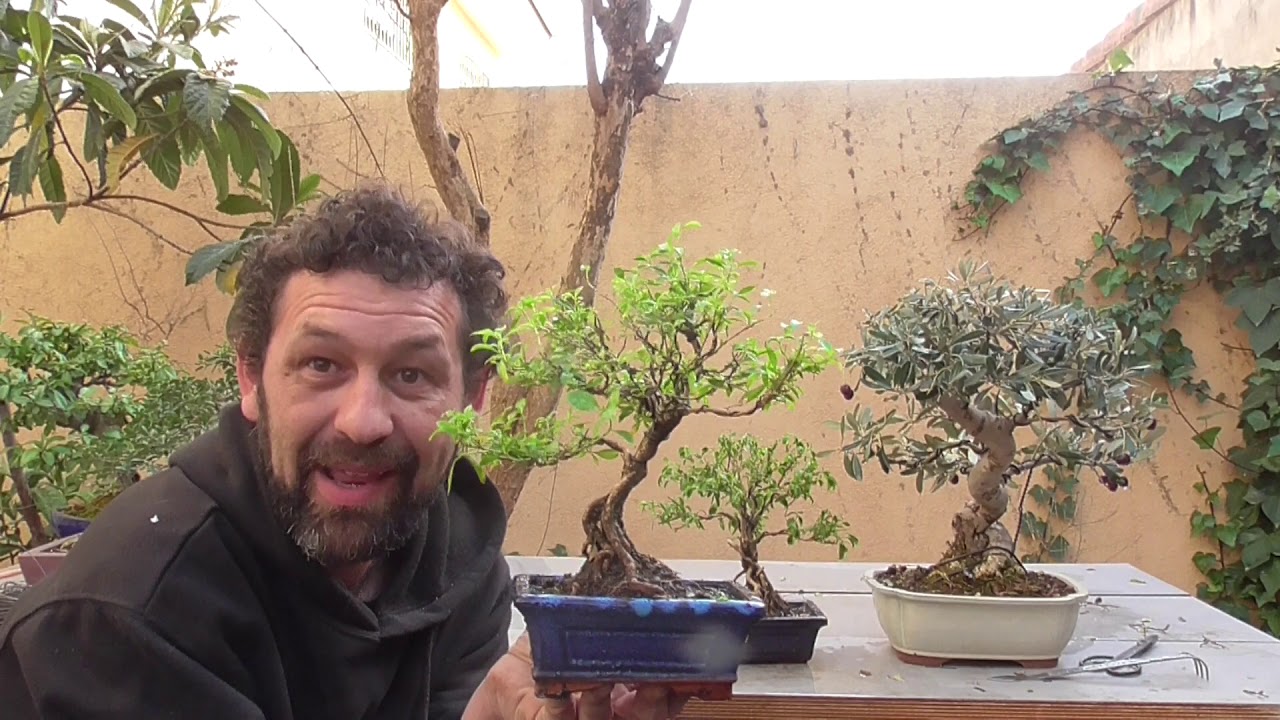Serissa desconocida en mi canal