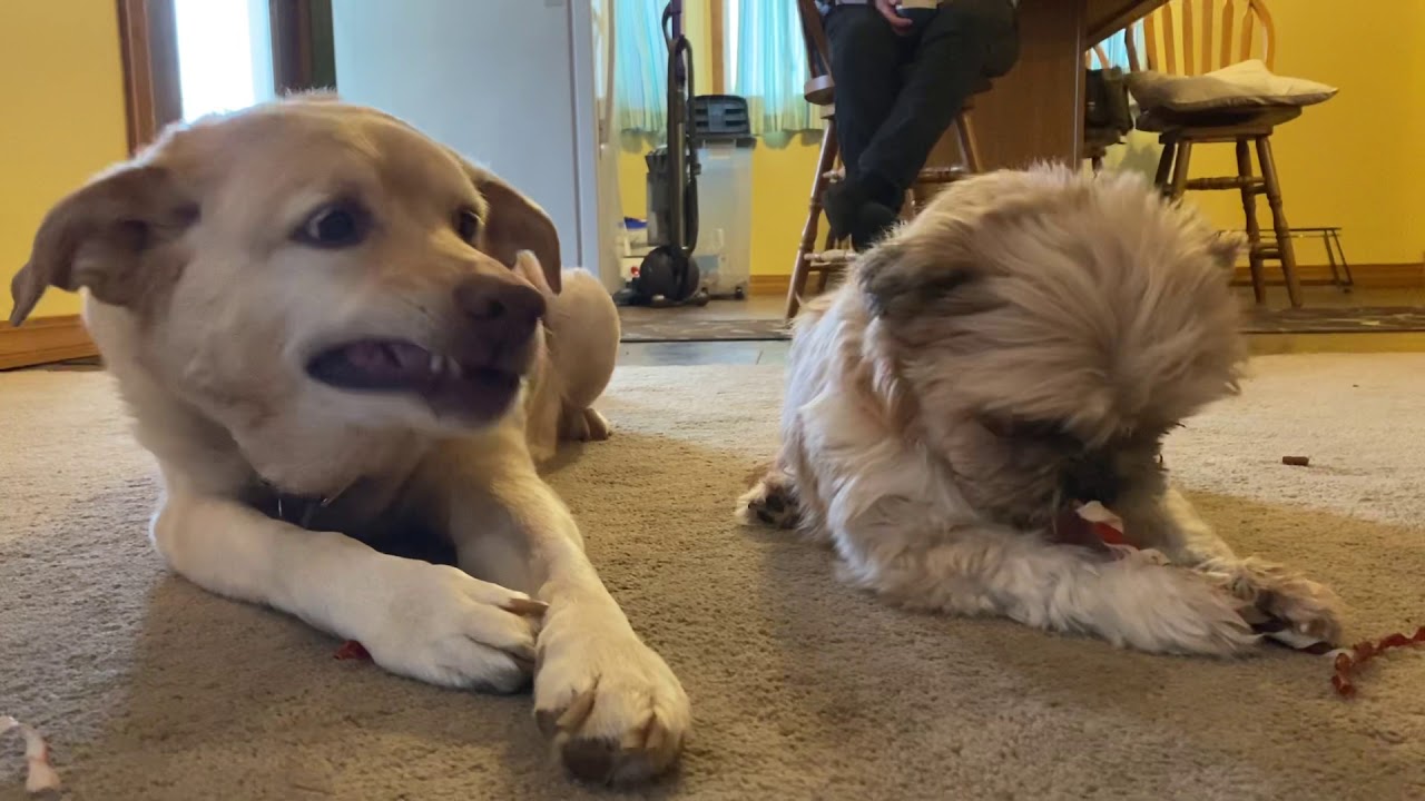 Molly Shares Chewees with Tony