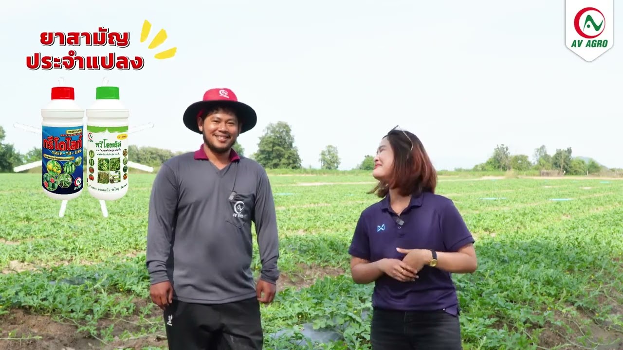 เทคนิคการเพิ่มผลผลิตแตงโมระยะติดผลอ่อน