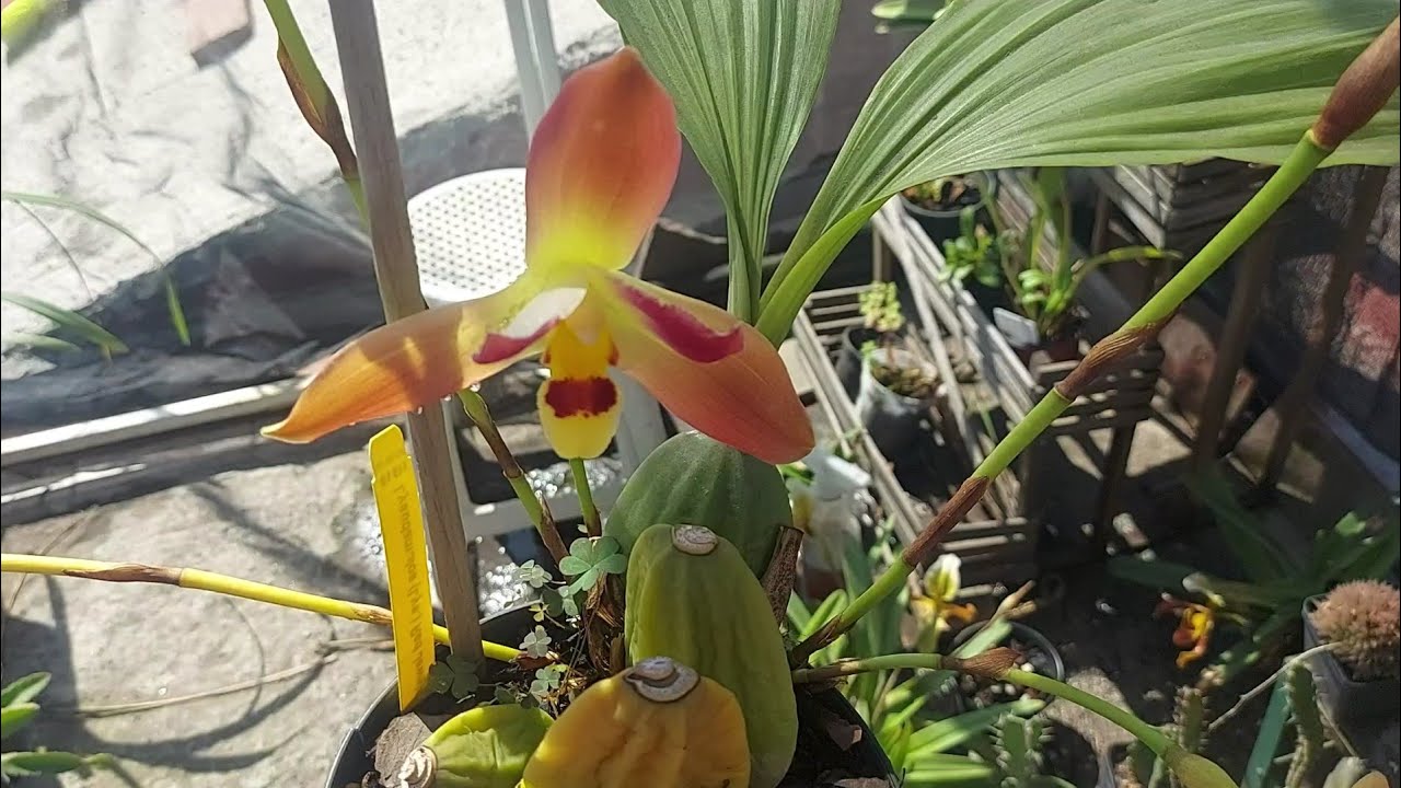 😛😛 Vueltecita Relax Por Las Orquídeas 😛😛