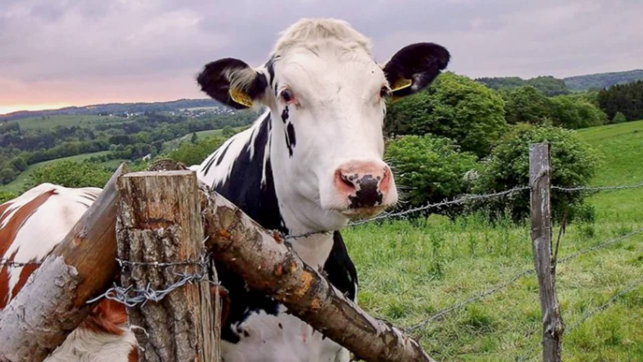 Waldbröl und seine Dörfer Teil II