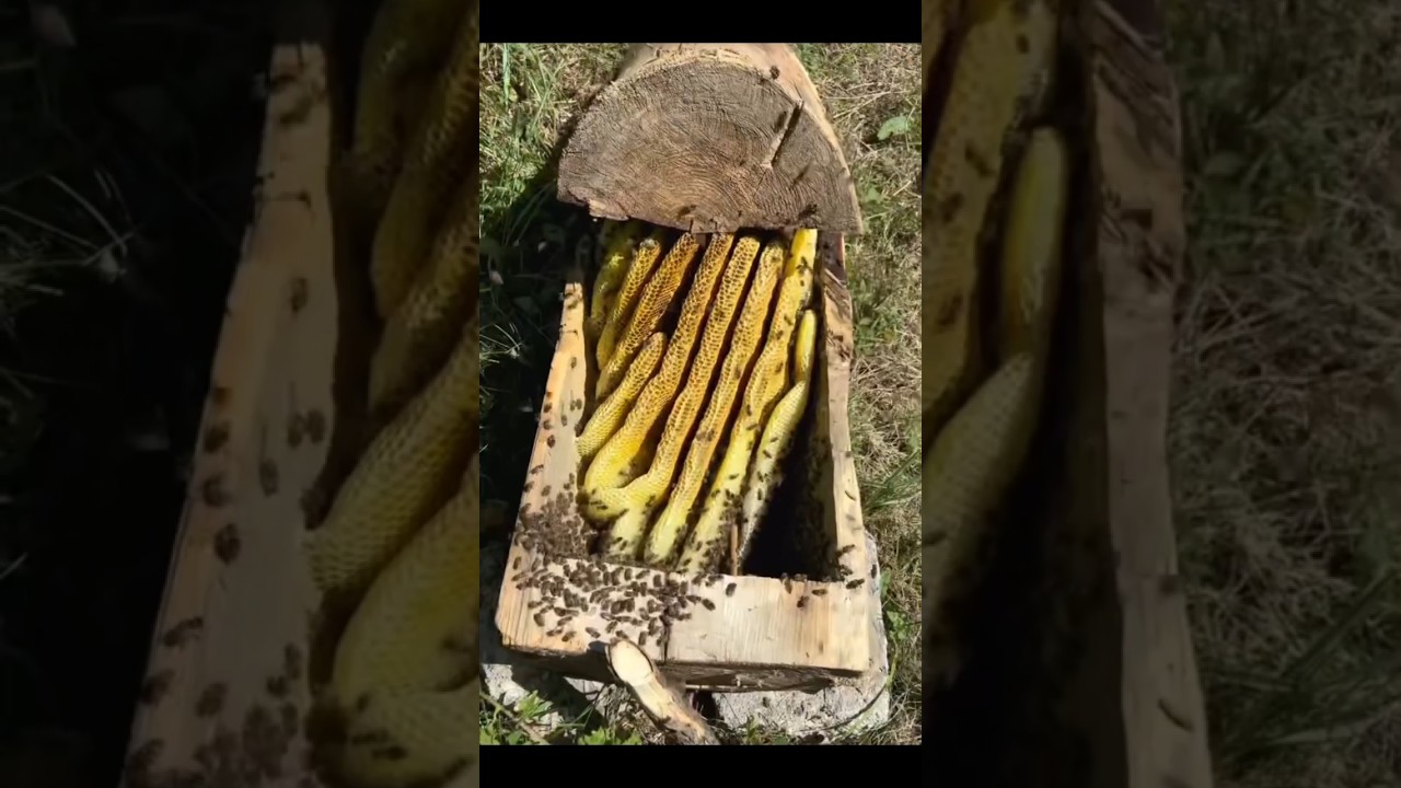 Huge Honeycomb Inside a Tree 😲 | Pure Natural Honey Harvest
