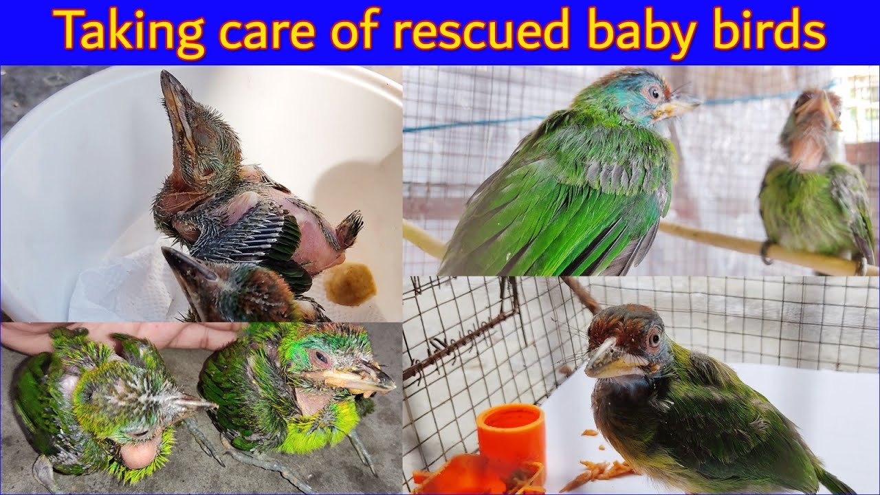 Taking care of rescued baby birds - In Hindi | Blue Throated Barbet | Lovely Birds | Baby Birds