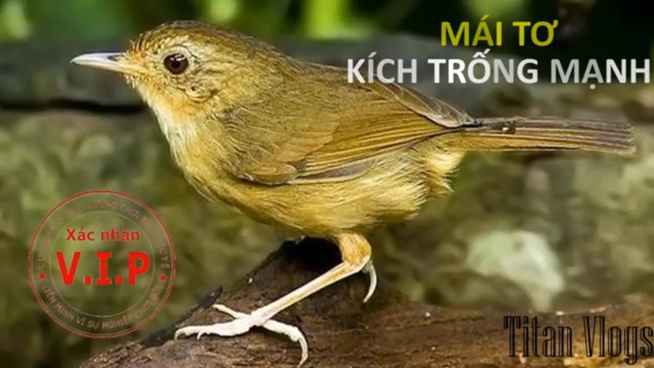 Tiểu Mi Mái || Tiểu Mi Mái Tơ kích Trống