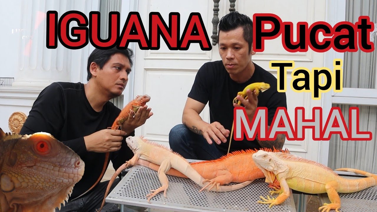 IGUANA PUCAT DIBANDROL Rp.150 JUTA