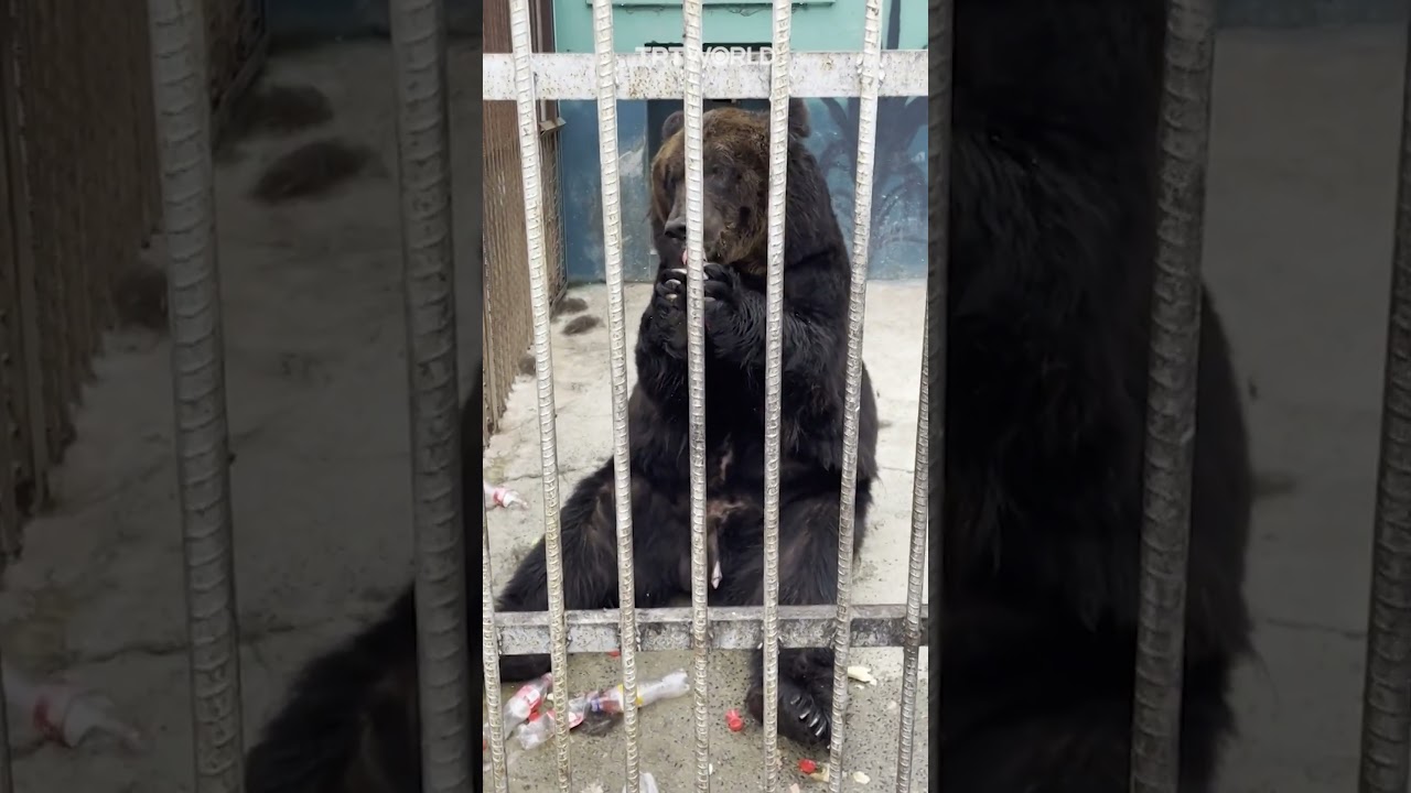Bear guzzling Coke sparks outrage at Chinese zoo