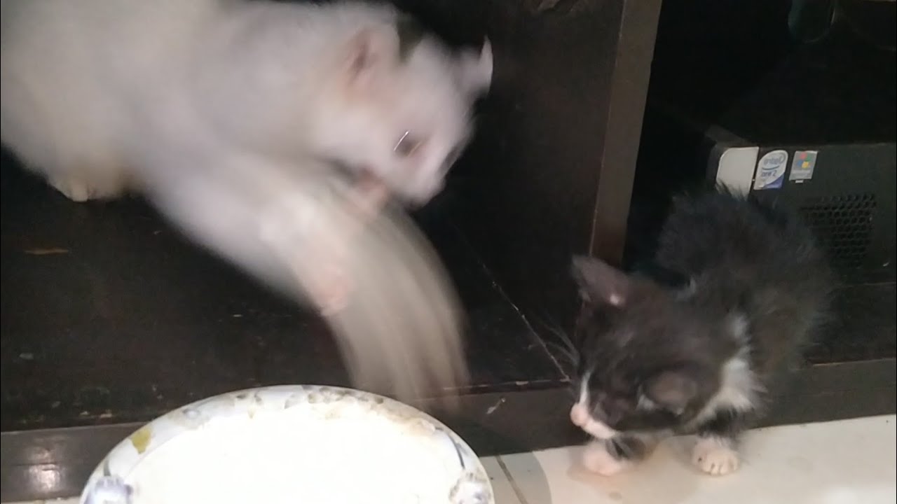 Lioness Behavior in Cats! Mother Cat Roaring and Protecting Her Meal From Her Kittens 