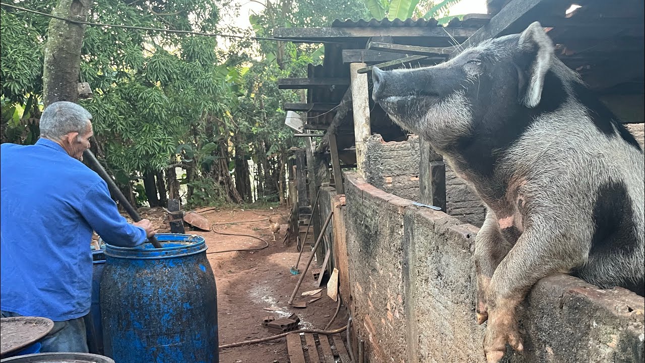 ELE CRIA MAIS DE 200 PORCOS CAIPIRA