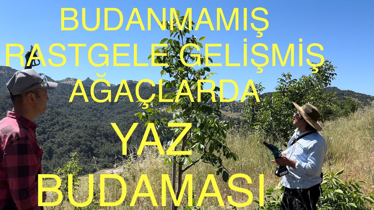 BUDANMAMIŞ , RASTGELE GELİŞMİŞ AĞAÇLARDA YAZ BUDAMASI YAPTIK. Ceviz Adam Ahmet