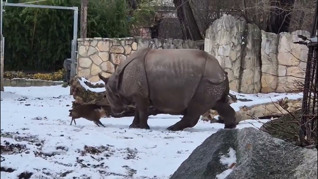 A testosterone-fueled muntjac deer playfully challenging a rhino in the snow