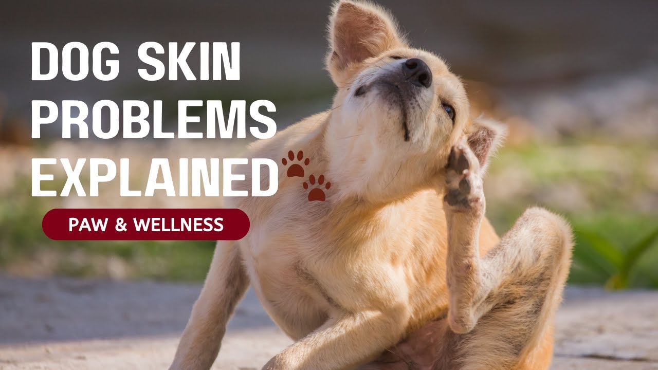Why Is My Dog Scratching So Much? | Causes of Itching & Skin Problems in Dogs 🐾