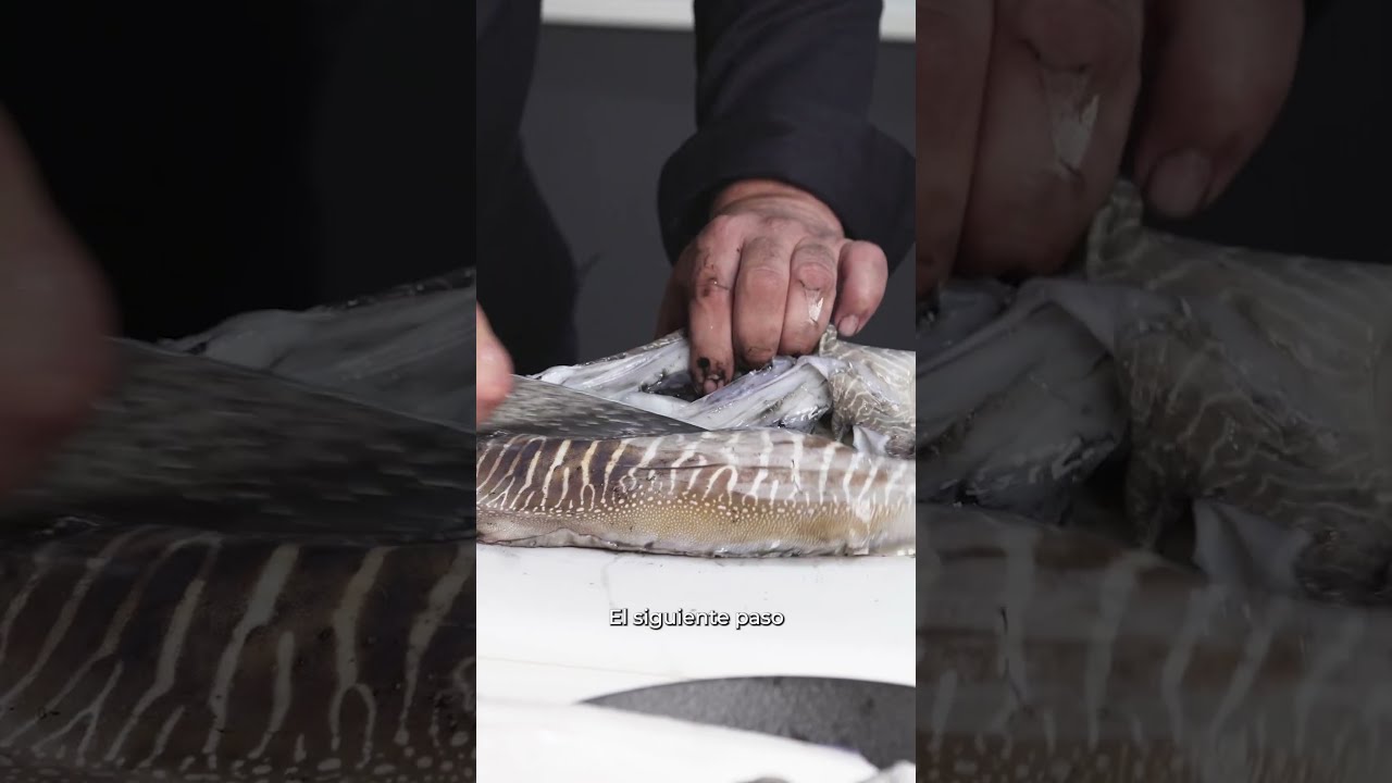&iquest;C&Oacute;MO LIMPIAR Y APROVECHAR LA SEPIA? Chef del Mar, &Aacute;ngel Le&oacute;n (***Michelin)