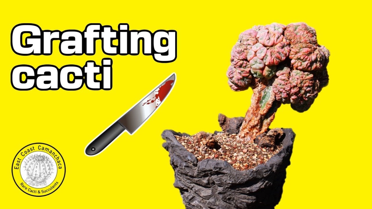 Cactus grafting for beginners. How and why? 🤔
