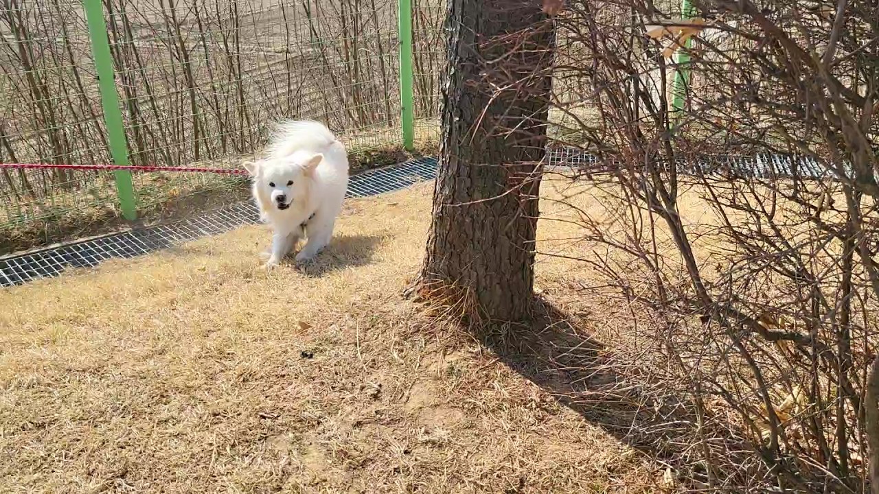 0211 발바닥에 보일러 놨니 영하 10도에도 멈추지 않는 꼬리엔진 #흰둥이 #강아지 #강아지일상 #강아지브이로그 #애견영상 #산책하는강아지 #행복한강아지 #귀여운강아지 #cute