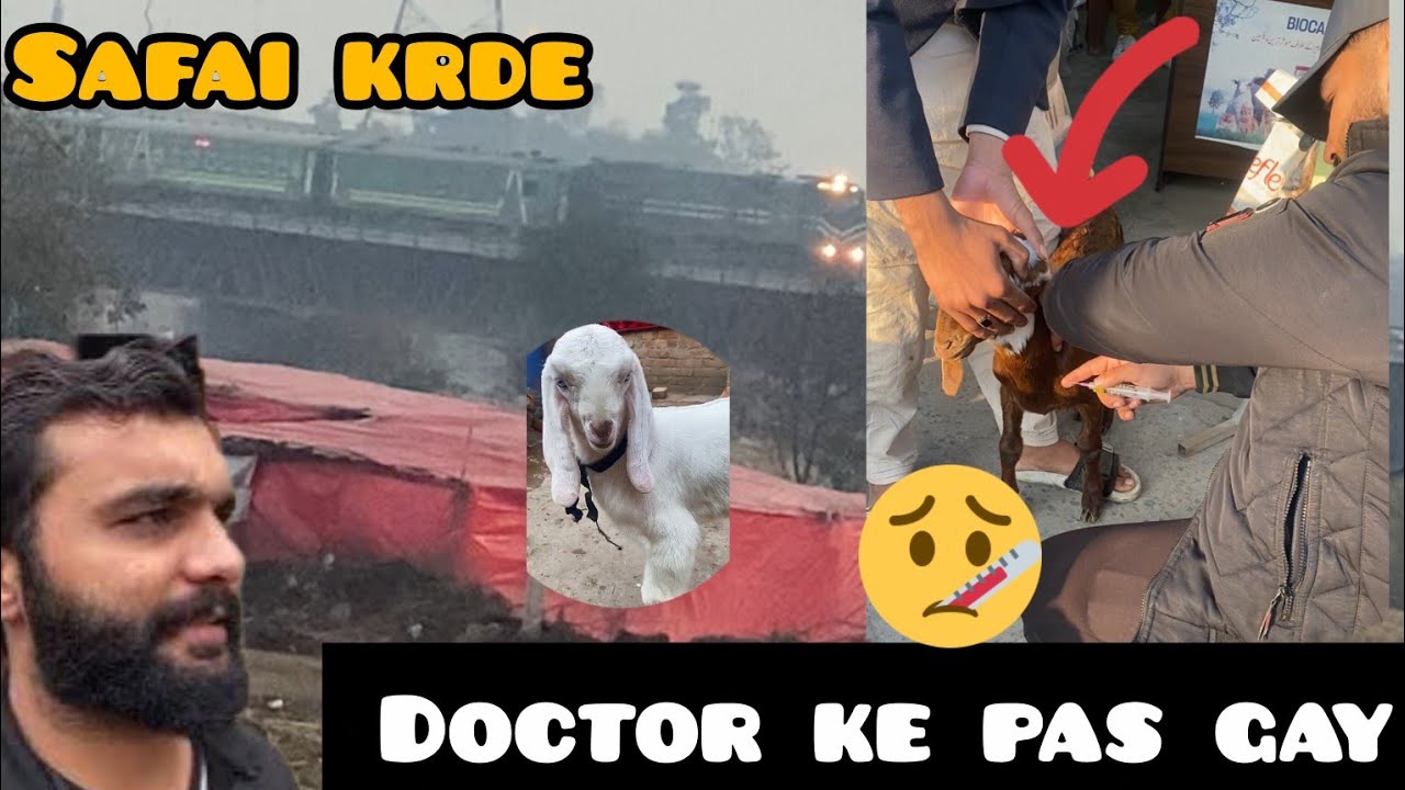 Doctor ke pas gay chote shero ke lakerBrand New vlogs #petvlog #chicken #petvlog 