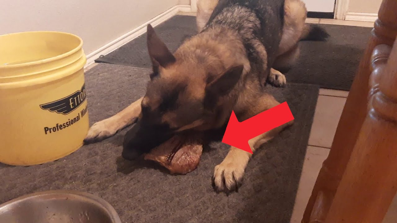 Happy 3rd Welpday Rudder! | German Shepherd | Steak