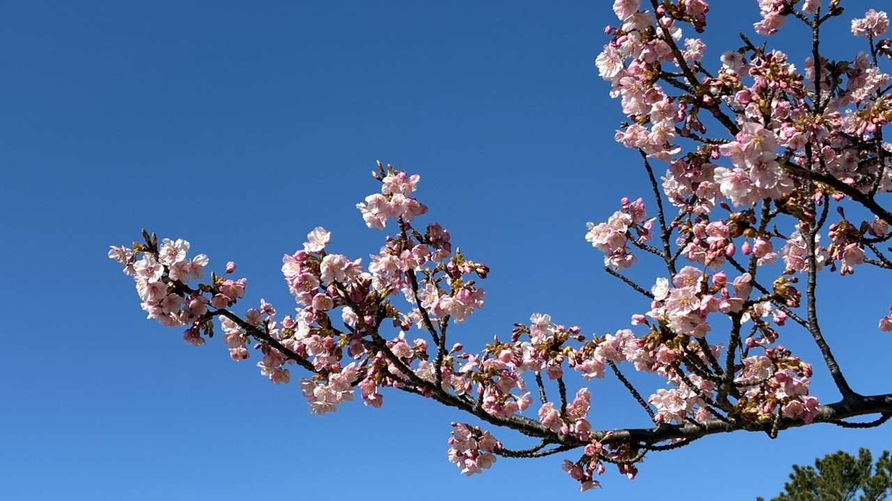 2026年2月 磐田市内の河津桜