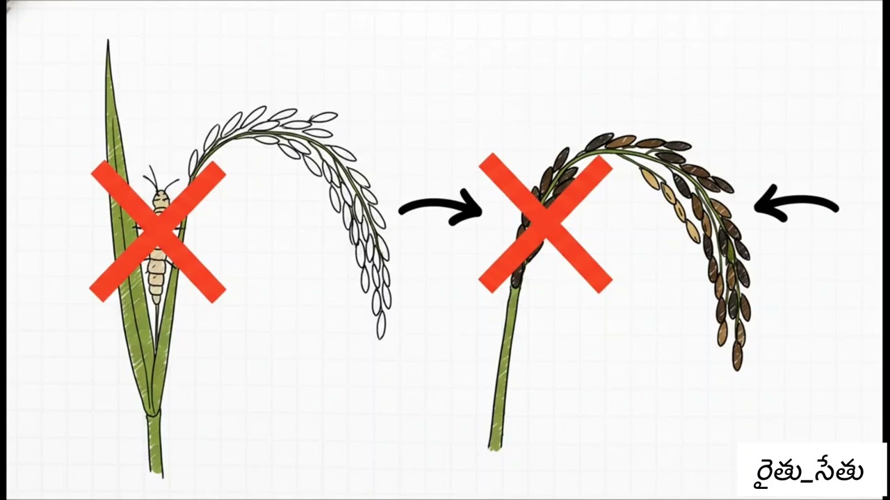 🌾 వరి పొట్ట దశలో చేయాల్సిన పనులు | Booting Stage Care Tips for Paddy