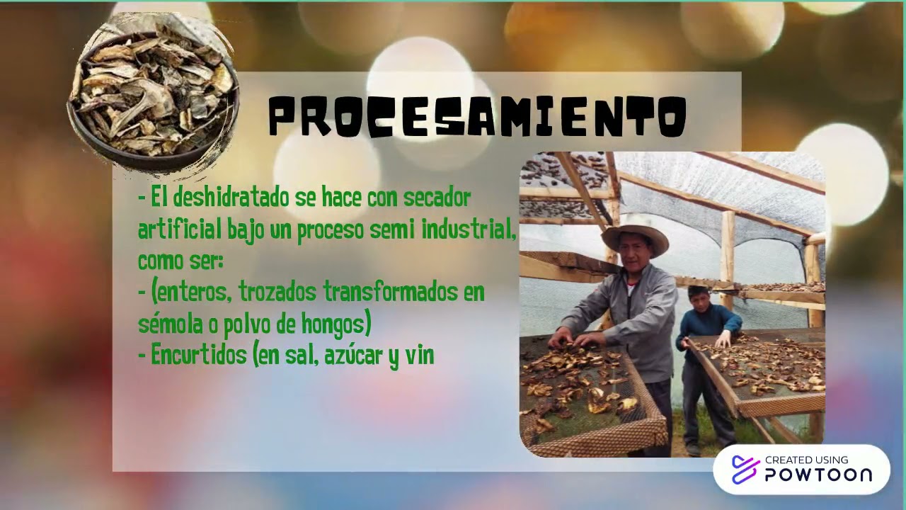 KALLAMPA - HONGO COMESTIBLE DESIDRATADO