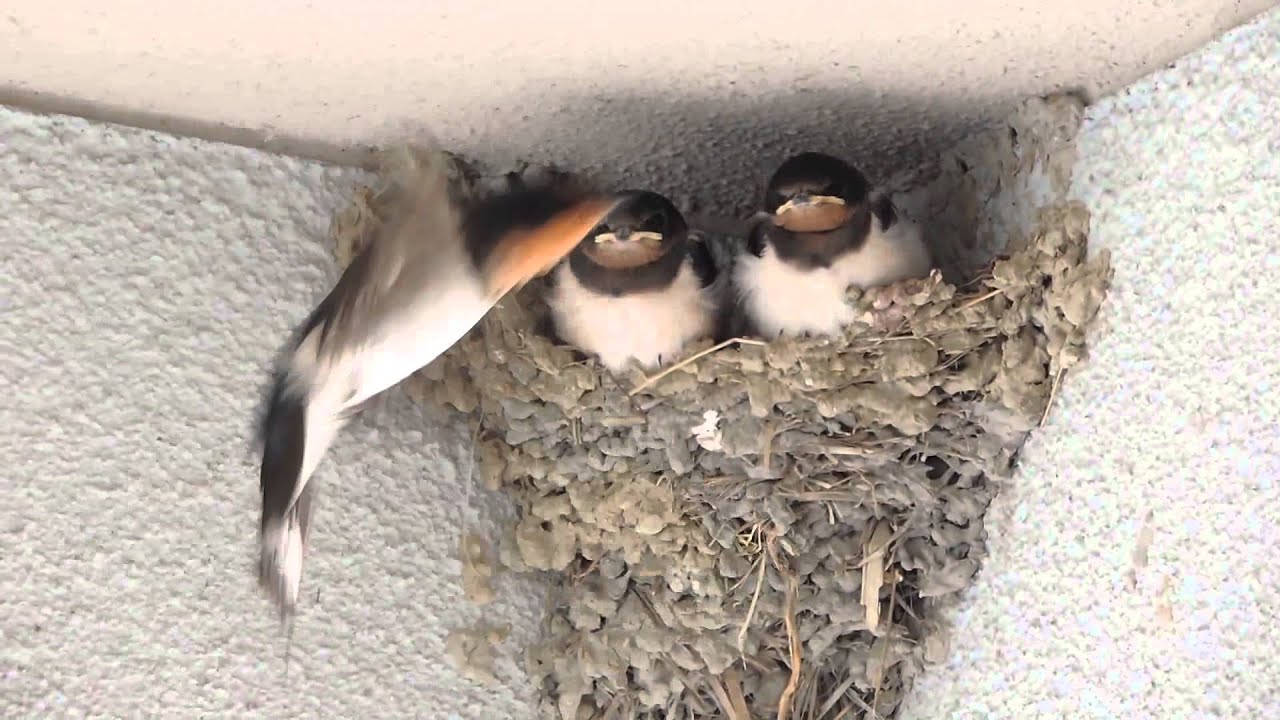 燕ストーリー（飛べなかった巣立ち）2014.6.18〜20