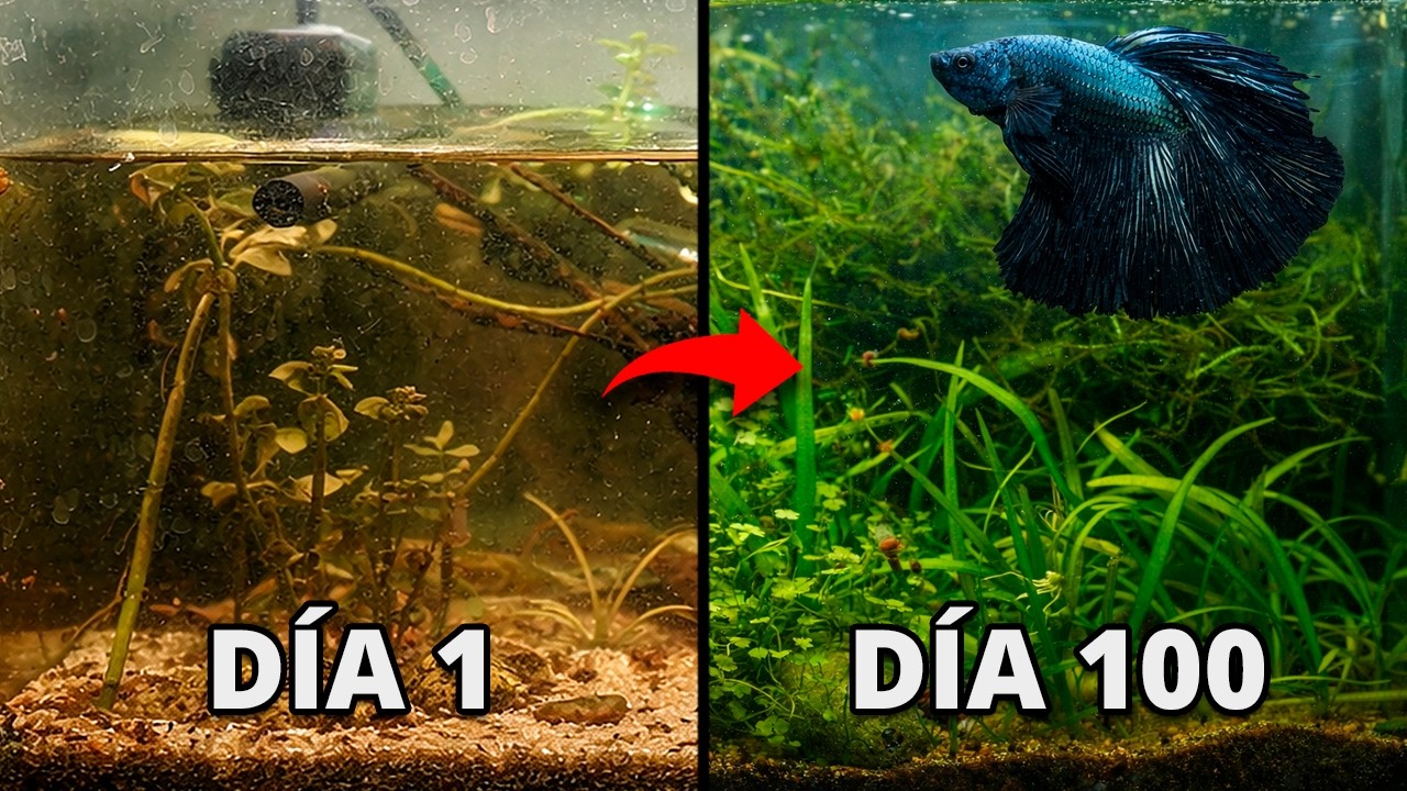 Convertí un Acuario Abandonado en un Paraíso Acuático para mi Betta