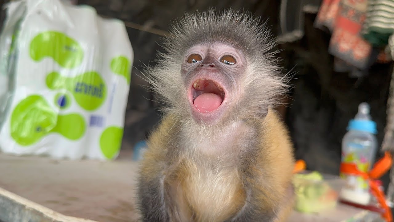 Tiny Monkey Enjoying Nature – Cutest Moment Ever! 🐒
