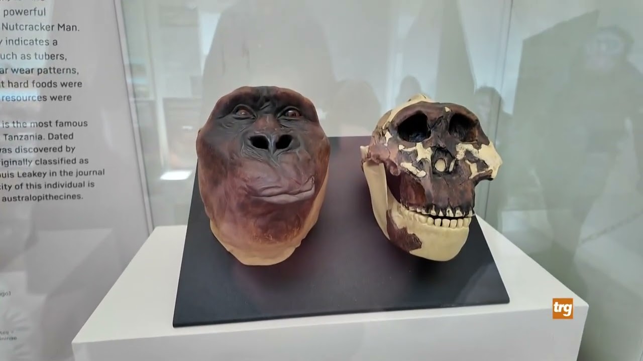Dai Dinosauri all'Uomo, nuova mostra a Gubbio