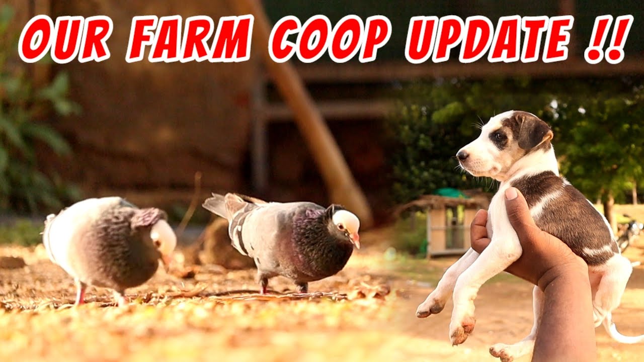 We Made BIGGEST MISTAKE Ever 🙂 | Our Farm Coop Update