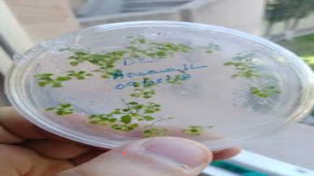 TISSUE CULTURE TECHNIQUE FOR PLANT BREEDING