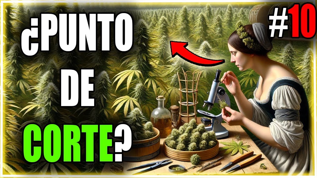 🌻 &iquest;CUANDO COSECHAR CANNABIS? 🌱 - CURSO De AUTOCULTIVO #10 INDOOR