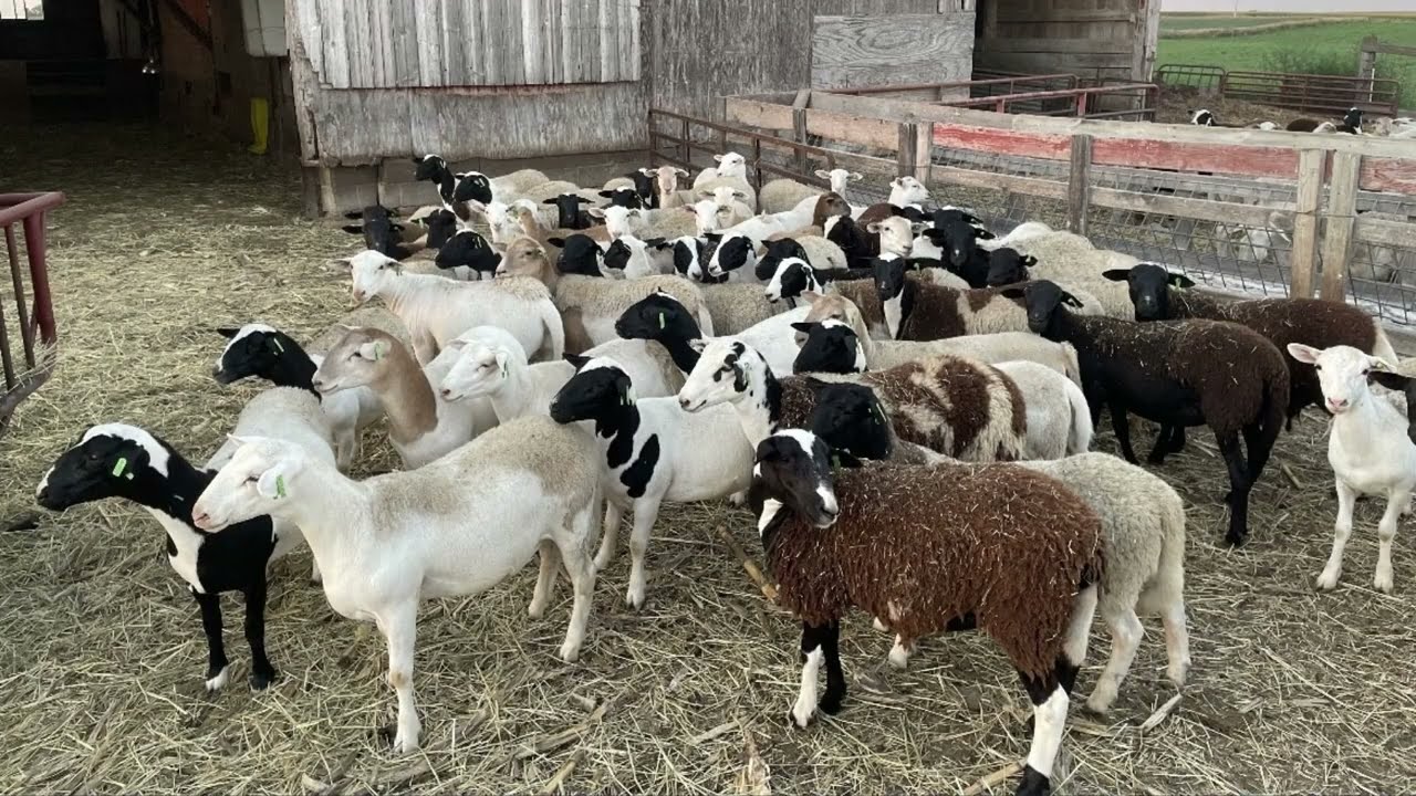 Kalona Special Replacement Sheep & Goat Sale 8/30/22 | Friese