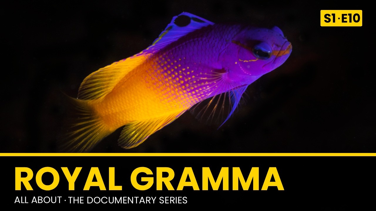 Royal Gramma | All About Documentary Series