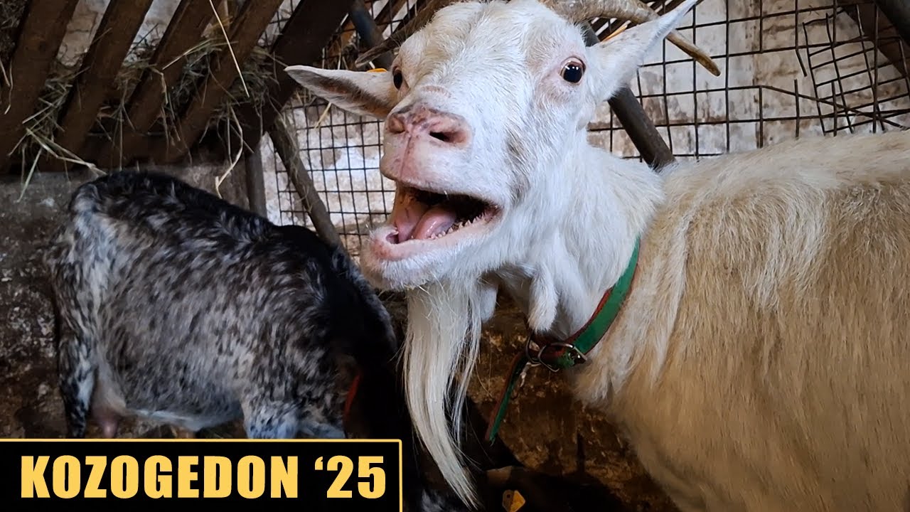 Kozogedon '25