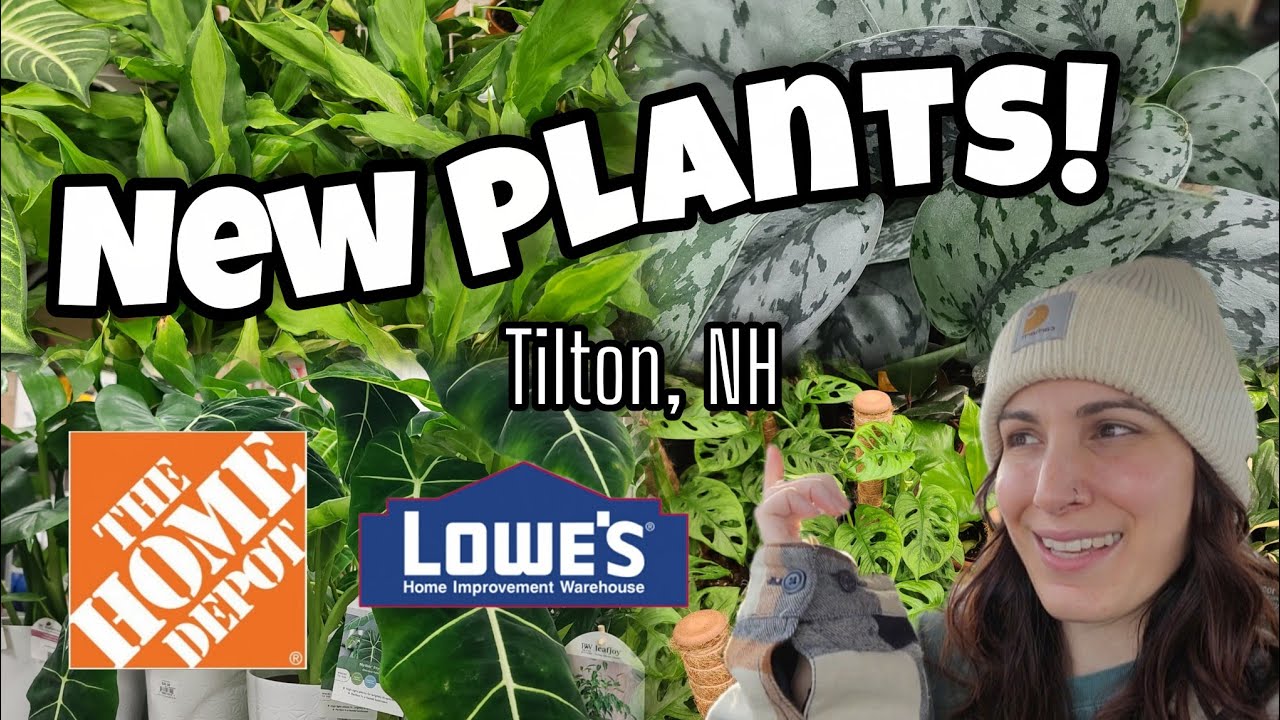 НОВЫЕ РАСТЕНИЯ В HOME DEPOT И LOWE'S!! 🌿 Покупка растений в Тилтоне, Нью-Гэмпшир