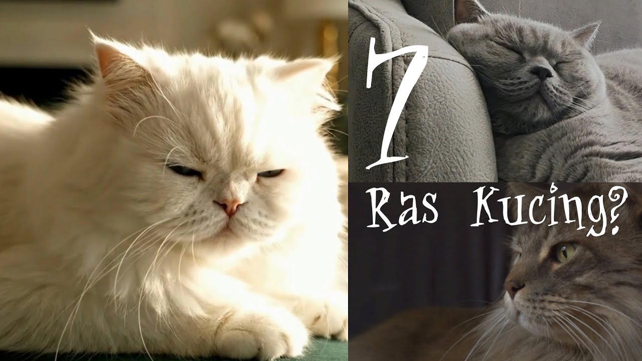 7 Ras Kucing Paling Populer Di Dunia Ada yang Super Mahal - Ras Kucing Apa Favoritmu?