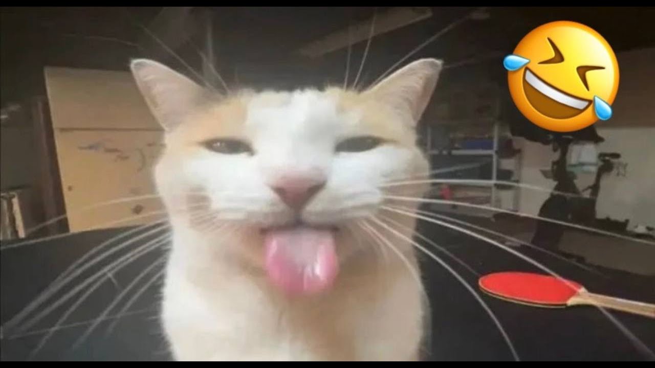 Funny Cats of 2025 😹 You Won't Stop Laughing!